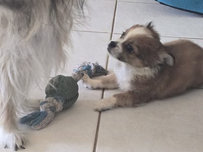 Chihuahua – Darwin