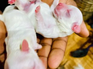 Maltese – Tea Tree