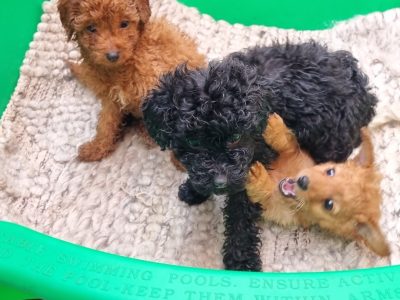 Cavoodle – Williamstown