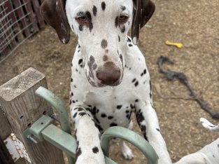 Dalmatian – Willunga