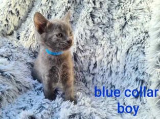 Russian Blue – Kilkenny