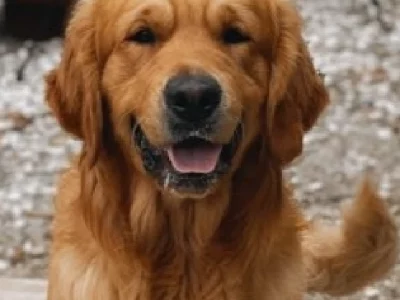 Golden Retriever – Tallangatta