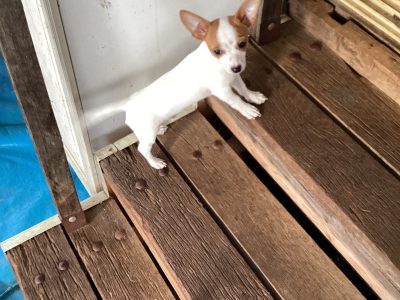 Chihuahua – Muradup