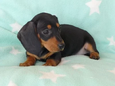 Dachshund – Flagstone Creek