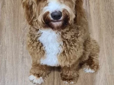 Cavoodle – Port Macquarie