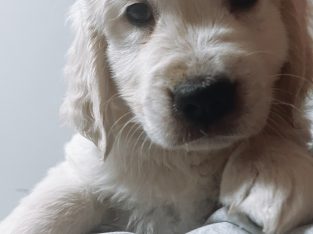 Golden Retriever – Campbelltown