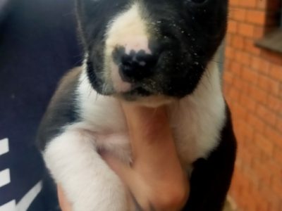 American Staffordshire Bull Terrier – Ararat