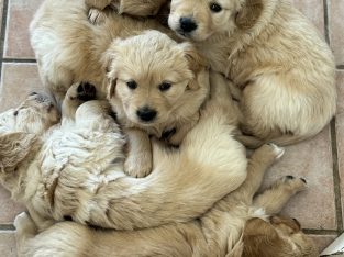 Golden Retriever – Lesmurdie