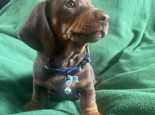 Miniature Dachshund – Howrah