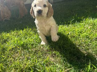 Cocker Spaniel – Alstonville