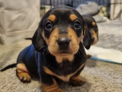 Miniature Dachshund – South Geelong