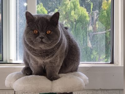 British Shorthair – Warwick
