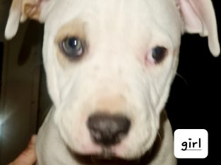 American Bulldog – Windsor Gardens