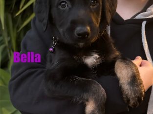 German Shepherd – Point Cook