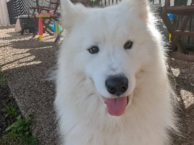 Samoyed – Sayonara Laffey