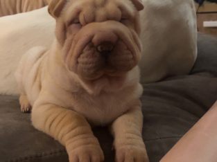 Dogs – East Tamworth