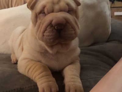 Dogs – East Tamworth