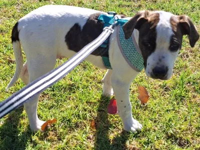 American Staffordshire Bull Terrier – Salisbury East