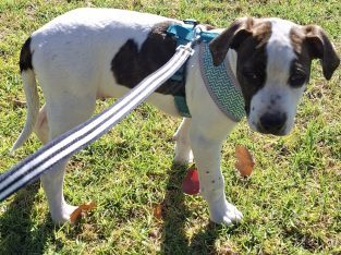 American Staffordshire Bull Terrier – Salisbury East