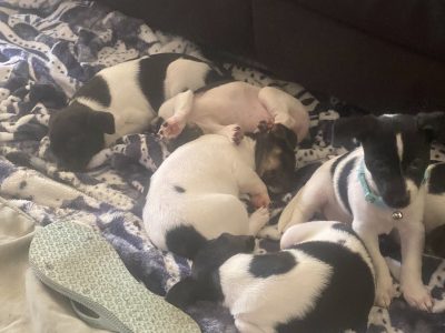 Mini Foxy – Ipswich