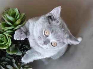 British Shorthair – Rockingham