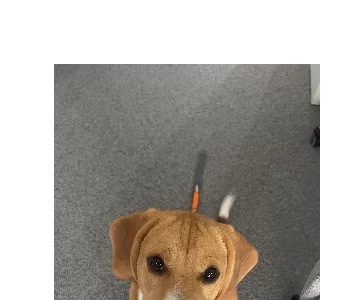 Beagle – Siddharth Arora