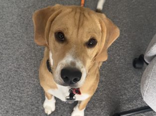 Beagle – Siddharth Arora