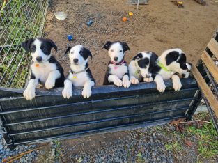 Border Collie Kelpie Cross – Narangba