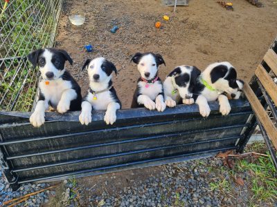 Border Collie Kelpie Cross – Narangba
