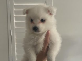 Japanese Spitz – Berwick