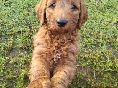 Labradoodle – Tom Wills