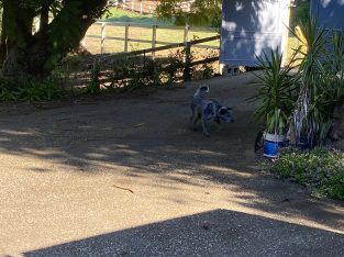 Australian Cattle Dog – Mudgeeraba