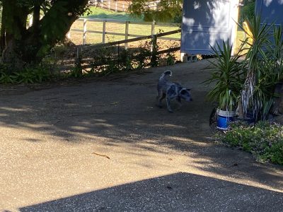 Australian Cattle Dog – Mudgeeraba