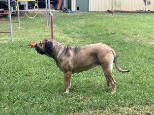 Neapolitan Mastiff – Fiona Samuelsen