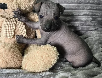 Chinese Crested – Campbelltown