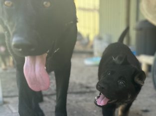German Shepherd – Perth