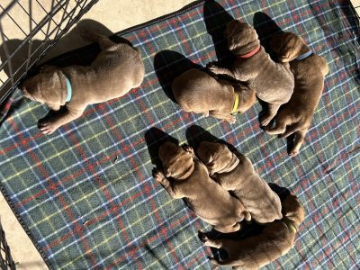 American Staffordshire Bull Terrier – Brinsmead