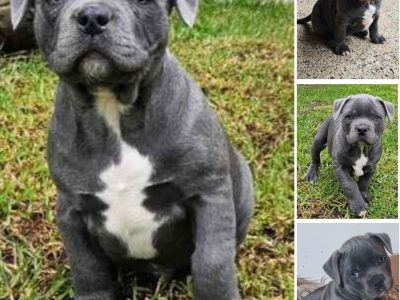 Staffordshire Bull Terrier – Narre Warren