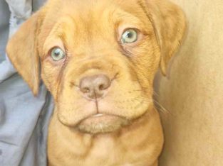 Dogue De Bordeaux – Sydney