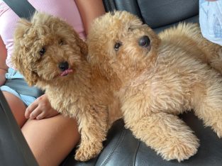 Cavoodle – Penrith