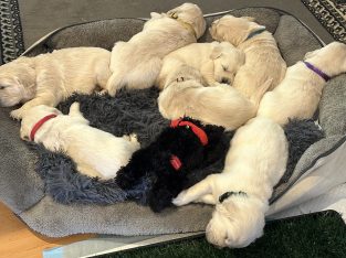 Golden Retriever – Nangkita