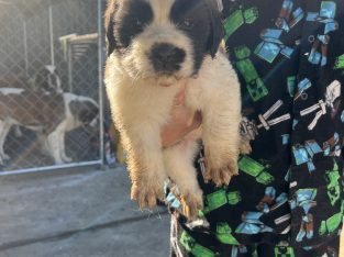 Saint Bernard – Condell Park