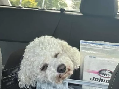 Cavoodle – Loganlea