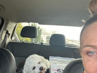 Cavoodle – Loganlea