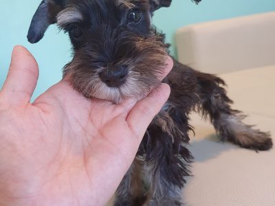 Schnauzer (Miniature) – Canning Vale