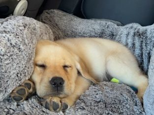 Labrador Retriever – Canning Vale