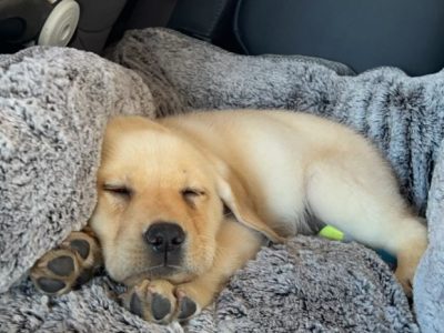 Labrador Retriever – Canning Vale