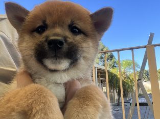 Shiba Inu – Canning Vale