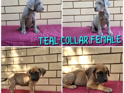 Neapolitan Mastiff – Munno Para