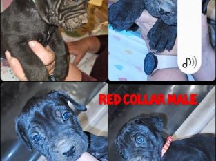 Neapolitan Mastiff – Munno Para